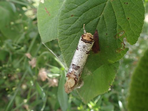 Phalera bucephala